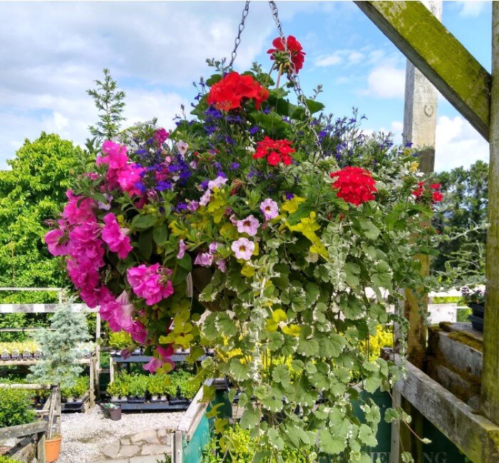 Hanging Baskets Hanging Baskets