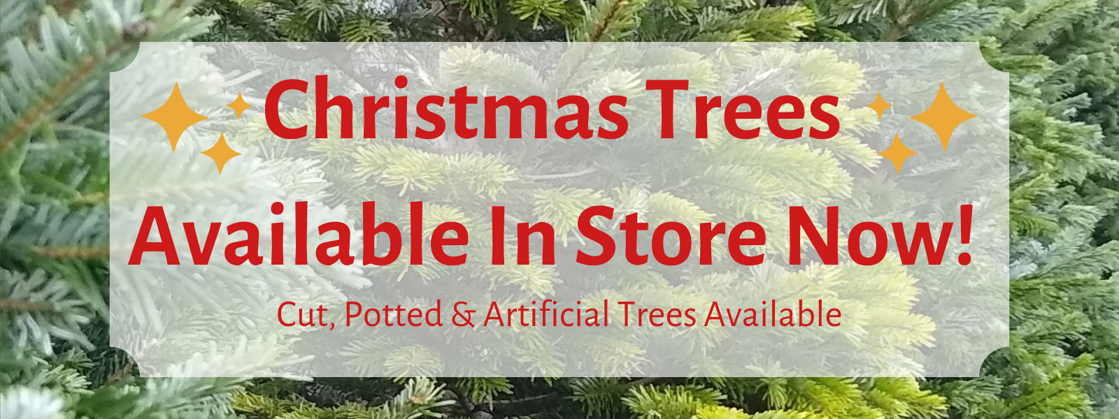 Christmas Trees Available In-Store Now