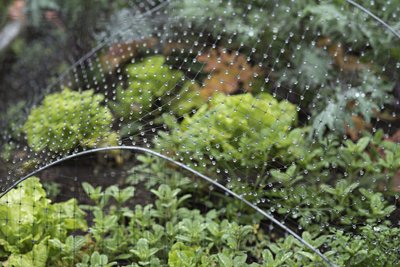 Now is the time to start frost-tender vegetables