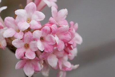 Plant of the week: Viburnum