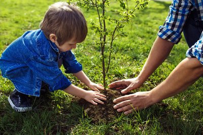 Planting trees can cut urban air pollution by up to 24%