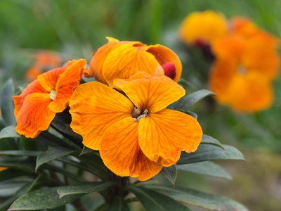 Planting wallflowers? Yes!