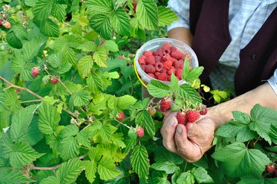 Prune summer raspberries