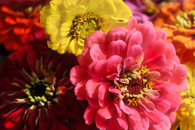 Zinnia ‘Zany Rose Picotee’ = flower of the year!