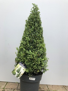 Conical Buxus