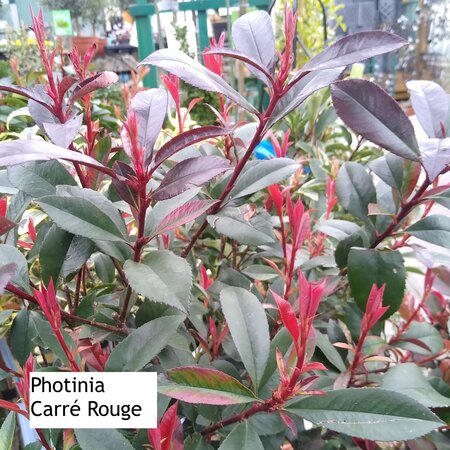 Lollipop Trained Photinia Carré Rouge - image 1