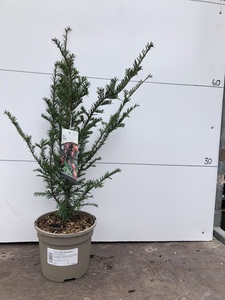 Yew Tree 'Taxus baccata' 3L